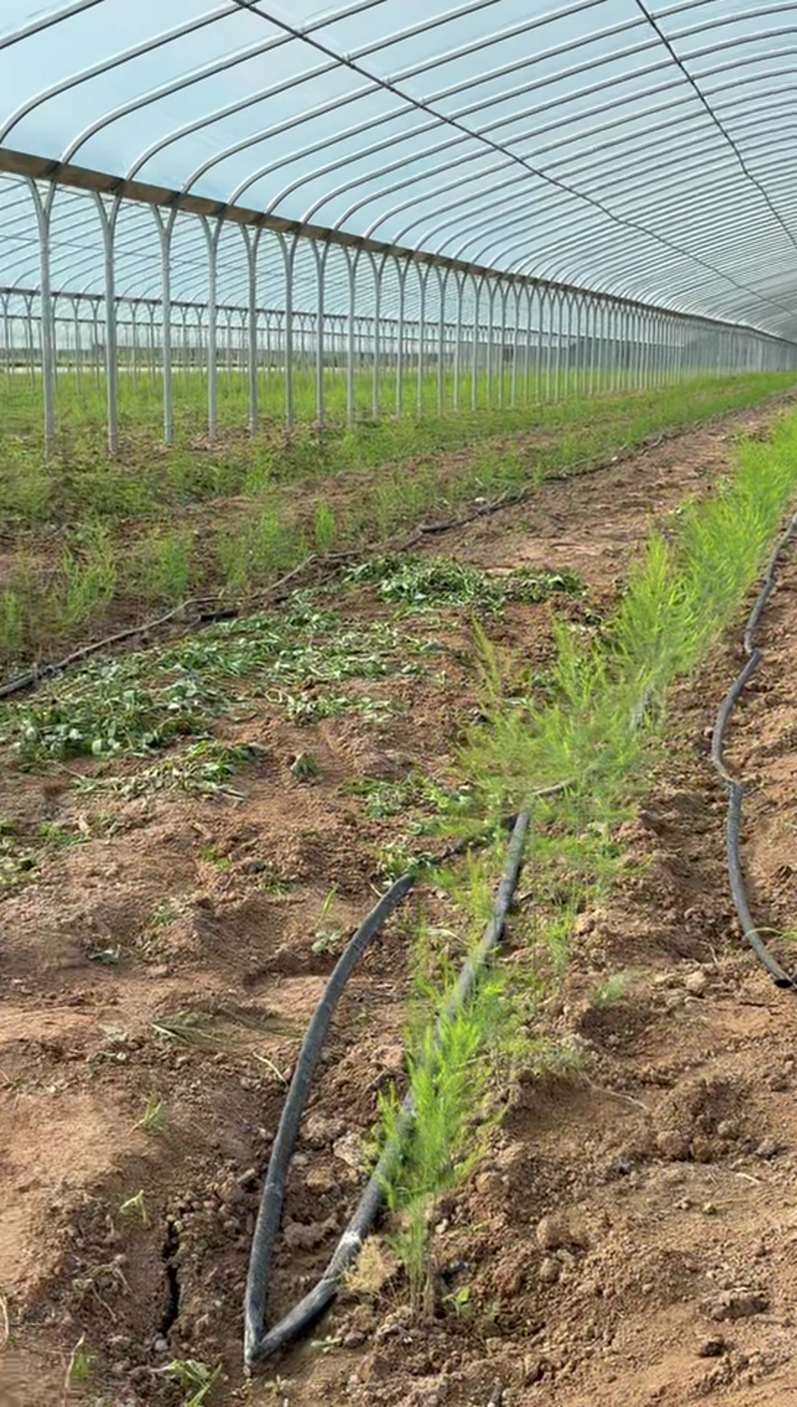 班家小镇连栋大棚示范基地